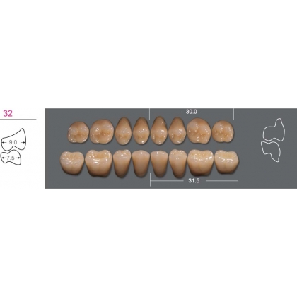 Posterior - Upper 36