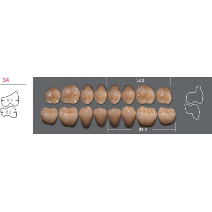 Posterior - Upper 34